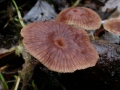 Cavoli! (A. Traversi)